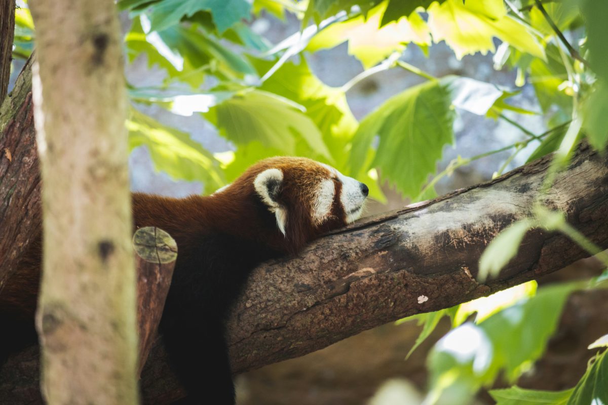 Panda roux sur une branche